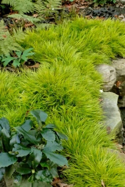 Dwarf Golden Sweet Flag - Acorus Gramineus 'Minimus Aureus' - 10 Pack Of Pint Pots 12 Dwarf Golden Sweet Flag - Acorus Gramineus 'Minimus Aureus' - 10 Pack Of Pint Pots -Wilson Bros Garden acorus gramineus minnimus aurea dwarf golden sweet flag 101 3