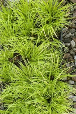 Dwarf Golden Sweet Flag - Acorus Gramineus 'Minimus Aureus' - 10 Pack Of Pint Pots 13 Dwarf Golden Sweet Flag - Acorus Gramineus 'Minimus Aureus' - 10 Pack Of Pint Pots -Wilson Bros Garden acorus gramineus minnimus aurea dwarf golden sweet flag 105 3