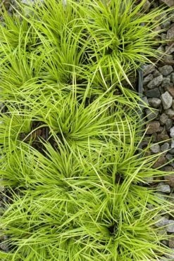 Dwarf Golden Sweet Flag - Acorus Gramineus 'Minimus Aureus' - 18 Count Flat Of Pint Pots -Wilson Bros Garden acorus gramineus minnimus aurea dwarf golden sweet flag 105 4