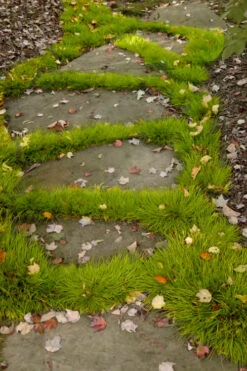 Dwarf Golden Sweet Flag - Acorus Gramineus 'Minimus Aureus' - 18 Count Flat Of Pint Pots -Wilson Bros Garden acorus gramineus minnimus aurea dwarf golden sweet flag 106 5