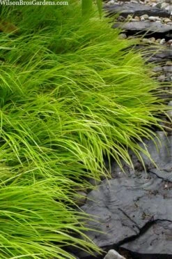 Dwarf Golden Sweet Flag - Acorus Gramineus 'Minimus Aureus' - 18 Count Flat Of Pint Pots