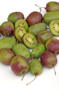 Prolific Self-Fertile Kiwi Vine - 3 Gallon Pot