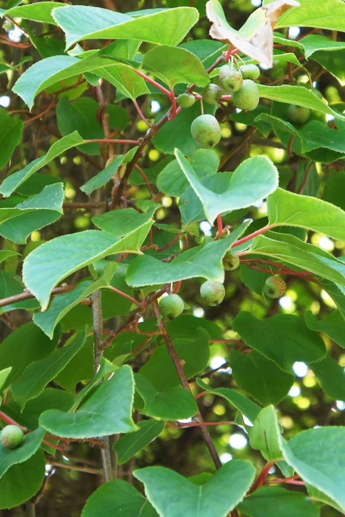 Prolific Self-Fertile Kiwi Vine - 3 Gallon Pot 7 Prolific Self-Fertile Kiwi Vine - 3 Gallon Pot - Image 5