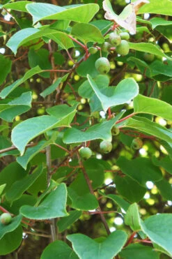 Prolific Self-Fertile Kiwi Vine - 7 Gallon Pot -Wilson Bros Garden actinidia arguta prolific kiwi vine 11