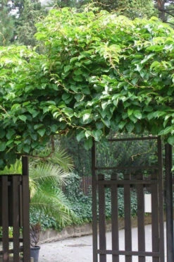 Prolific Self-Fertile Kiwi Vine - 3 Gallon Pot 11 Prolific Self-Fertile Kiwi Vine - 3 Gallon Pot -Wilson Bros Garden actinidia arguta prolific kiwi vine 12 1