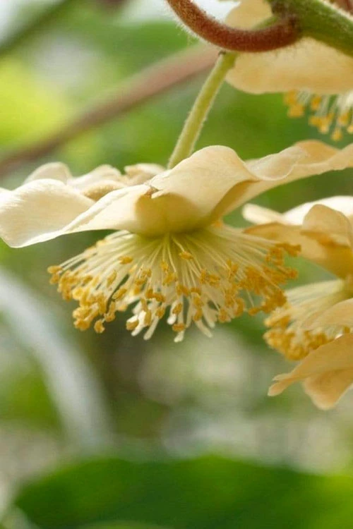 Jenny Fuzzy Kiwi Vine (Self Fertile) - 1 Gallon Pot 8 Jenny Fuzzy Kiwi Vine (Self Fertile) - 1 Gallon Pot - Image 6