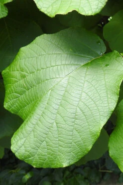 Jenny Fuzzy Kiwi Vine (Self Fertile) - 1 Gallon Pot 15 Jenny Fuzzy Kiwi Vine (Self Fertile) - 1 Gallon Pot -Wilson Bros Garden actinidia deliciosa jenny self fertile kiwi vine 5