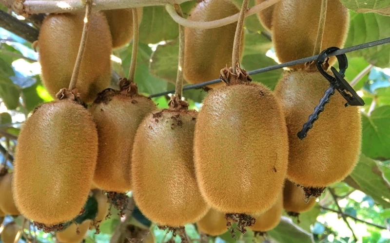 Jenny Fuzzy Kiwi Vine (Self Fertile) - 1 Gallon Pot 7 Jenny Fuzzy Kiwi Vine (Self Fertile) - 1 Gallon Pot - Image 5