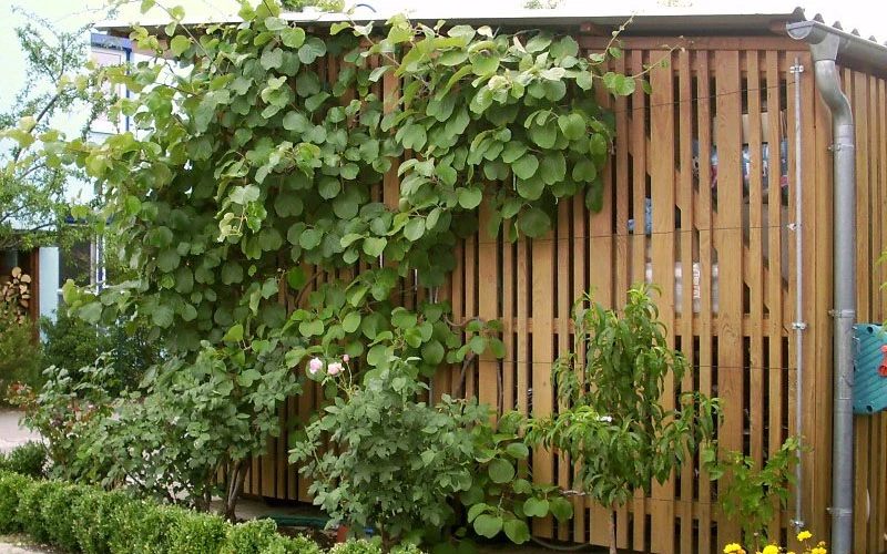 Prolific Self-Fertile Kiwi Vine - 3 Gallon Pot 8 Prolific Self-Fertile Kiwi Vine - 3 Gallon Pot - Image 6