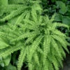 Northern Maidenhair Fern (Adiantum Pedatum) - 1 Gallon Pot -Wilson Bros Garden adiantum pedatum northern maidenhair fern 1