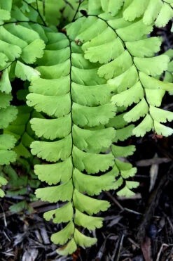 Northern Maidenhair Fern (Adiantum Pedatum) - 1 Gallon Pot -Wilson Bros Garden adiantum pedatum northern maidenhair fern 2
