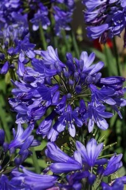 Ever Sapphire Agapanthus - Lily Of The Nile - 1 Gallon Pot -Wilson Bros Garden agapanthus ever sapphire 500x750 1