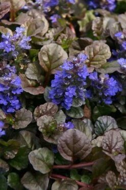Bronze Beauty Ajuga (Bugleweed) - 6 Pack Of 3.5" Pint Pots -Wilson Bros Garden ajuga bronze beauty 28 5