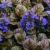 Bronze Beauty Ajuga - Bugleweed - 1 Gallon Pot -Wilson Bros Garden ajuga bronze beauty 28 8