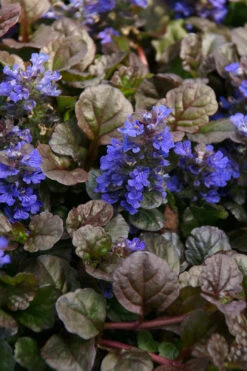 Bronze Beauty Ajuga (Bugleweed) - 6 Pack Of 3.5" Pint Pots -Wilson Bros Garden ajuga bronze beauty 28 9