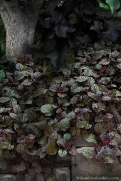Bronze Beauty Ajuga - Bugleweed - 18 Count Flats Of Pint Pots -Wilson Bros Garden ajuga bronze beauty 30 6