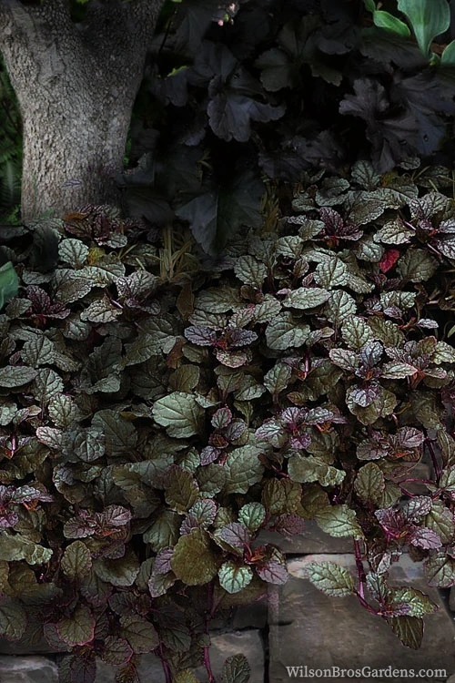 Bronze Beauty Ajuga - Bugleweed - 1 Gallon Pot 6 Bronze Beauty Ajuga - Bugleweed - 1 Gallon Pot - Image 4