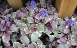 Burgundy Glow Ajuga - Bugleweed - 5-Pack Of 4" Pint Pots -Wilson Bros Garden ajuga burgundy glow 1