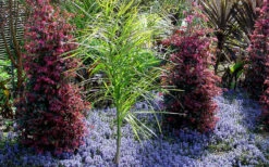 Chocolate Chip Ajuga (Bugleweed) - 5 Pack Of 4" Pint Pots -Wilson Bros Garden ajuga chocolate chip 4
