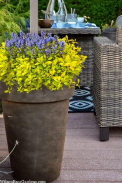 Cordial Canary Ajuga (Bugleweed) - 5 Pack Of Quart Pots -Wilson Bros Garden ajuga cordial canary 103 1