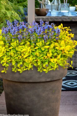 Cordial Canary Ajuga (Bugleweed) -18 Pack Of Pint Pots -Wilson Bros Garden ajuga cordial canary 106