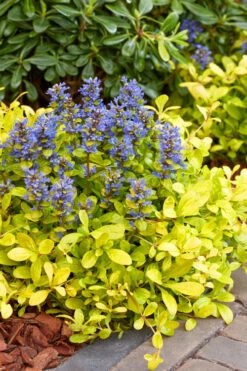 Cordial Canary Ajuga (Bugleweed) - 5 Pack Of Quart Pots