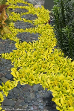 Cordial Canary Ajuga (Bugleweed) - 5 Pack Of Quart Pots -Wilson Bros Garden ajuga cordial canary 4 1