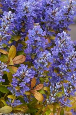 Fancy Finch Ajuga (Bugleweed) - 5 Pack Of Quart Pots -Wilson Bros Garden ajuga fancy finch 10