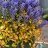 Fancy Finch Ajuga (Bugleweed) - 5 Pack Of Quart Pots -Wilson Bros Garden ajuga fancy finch 13