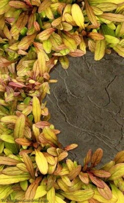 Fancy Finch Ajuga (Bugleweed) - 5 Pack Of Quart Pots -Wilson Bros Garden ajuga fancy finch 5