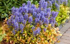 Fancy Finch Ajuga (Bugleweed) - 5 Pack Of Quart Pots -Wilson Bros Garden ajuga fancy finch 7