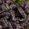 Fierce Falcon Ajuga (Bugleweed) - 5 Pack Of Quart Pots -Wilson Bros Garden ajuga fierce falcon 2 1
