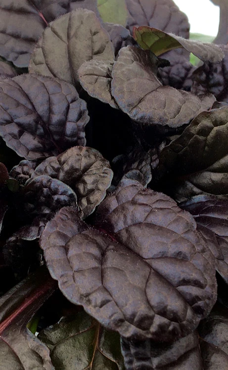 Fierce Falcon Ajuga (Bugleweed) - 5 Pack Of Quart Pots 6 Fierce Falcon Ajuga (Bugleweed) - 5 Pack Of Quart Pots - Image 4