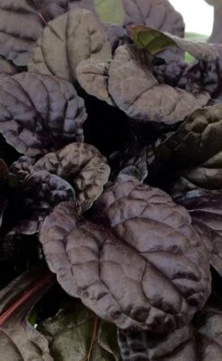 Fierce Falcon Ajuga (Bugleweed) - 5 Pack Of Quart Pots 10 Fierce Falcon Ajuga (Bugleweed) - 5 Pack Of Quart Pots -Wilson Bros Garden ajuga fierce falcon 3