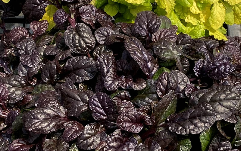 Fierce Falcon Ajuga (Bugleweed) - 5 Pack Of Quart Pots 7 Fierce Falcon Ajuga (Bugleweed) - 5 Pack Of Quart Pots - Image 5