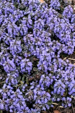 Metallica Crispa Ajuga (Bugleweed) - 6 Pack Of Pint Pots -Wilson Bros Garden ajuga pyramidalis metallica crispa bugleweed 10