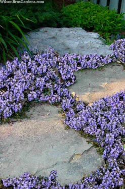 Metallica Crispa Ajuga (Bugleweed) - 6 Pack Of Pint Pots -Wilson Bros Garden ajuga pyramidalis metallica crispa bugleweed 11