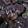 Black Scallop Ajuga Bugleweed - 10 Pack Of Pint Pots 2 Black Scallop Ajuga Bugleweed - 10 Pack Of Pint Pots -Wilson Bros Garden ajuga reptans black scallop bugleweed 20