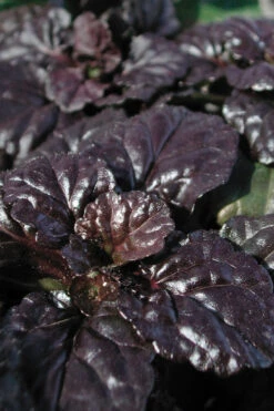 Black Scallop Ajuga Bugleweed - 10 Pack Of Pint Pots