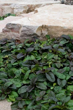 Bronze Beauty Ajuga - Bugleweed - 18 Count Flats Of Pint Pots -Wilson Bros Garden ajuga reptans bronze beauty bugleweed 100 3
