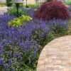 Bronze Beauty Ajuga - Bugleweed - 18 Count Flats Of Pint Pots -Wilson Bros Garden ajuga reptans bronze beauty bugleweed 102 2