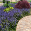 Bronze Beauty Ajuga (Bugleweed) - 6 Pack Of 3.5" Pint Pots 2 Bronze Beauty Ajuga (Bugleweed) - 6 Pack Of 3.5" Pint Pots -Wilson Bros Garden ajuga reptans bronze beauty bugleweed 102 4