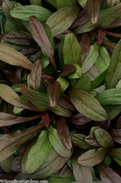Chocolate Chip Ajuga (Bugleweed) - 5 Pack Of 4" Pint Pots -Wilson Bros Garden ajuga reptans chocolate chip bugleweed 100