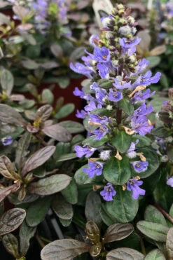 Chocolate Chip Ajuga (Bugleweed) - 5 Pack Of 4" Pint Pots -Wilson Bros Garden ajuga reptans chocolate chip bugleweed 21
