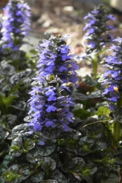 Metallica Crispa Ajuga (Bugleweed) - 6 Pack Of Pint Pots -Wilson Bros Garden ajuga reptans metallica crispa bugleweed 1