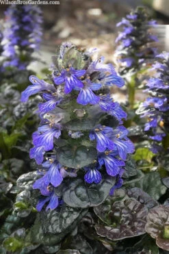 Metallica Crispa Ajuga (Bugleweed) - 6 Pack Of Pint Pots -Wilson Bros Garden ajuga reptans metallica crispa bugleweed 3