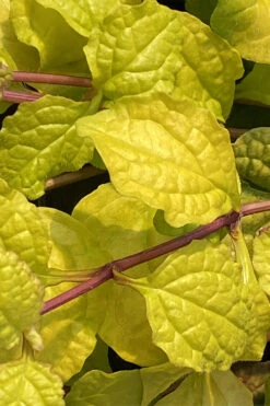 Tropical Toucan Ajuga (Bugleweed) - 5 Pack Of Quart Pots -Wilson Bros Garden ajuga tropical toucan 1