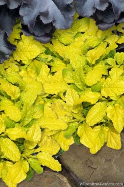 Tropical Toucan Ajuga (Bugleweed) - 5 Pack Of Quart Pots -Wilson Bros Garden ajuga tropical toucan 2