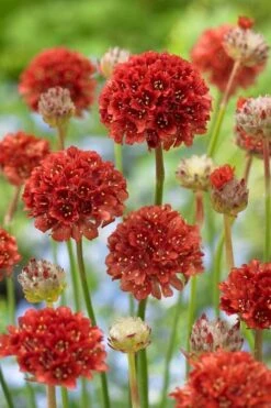Ballerina Red Sea Thrift (Armeria Pseudarmeria) - 5 Pack Of Quart Pots -Wilson Bros Garden allium ballerina red sea thrift 500x750 1