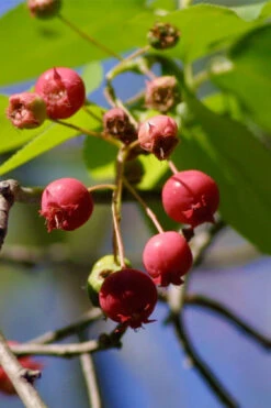 Downy Serviceberry Tree (Amelanchier Arborea) - 3 Pack Of 1.5 Quart Pots -Wilson Bros Garden amelanchier arborea downy serviceberry berries 1 1